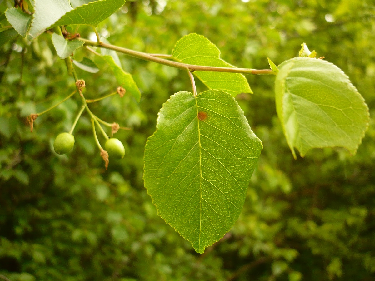 Prunus mahaleb (Rosaceae)